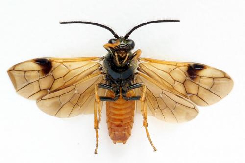 Arge dimidiata