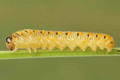 Tenthredo crassa