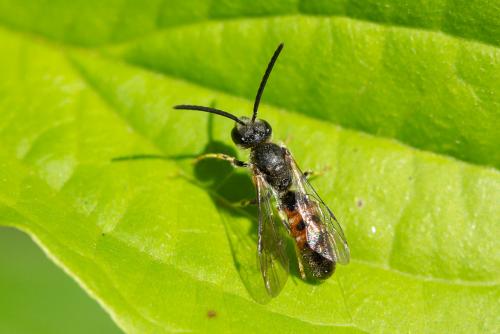 Réf. 272 615 : Lasioglossum sp.
