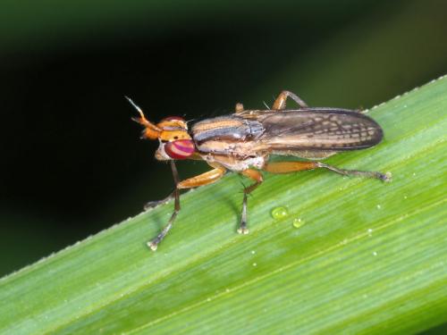 Limnia unguicornis