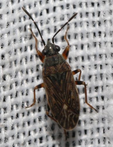 Peritrechus meridionalis