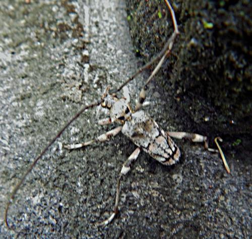 Réf. 272 412 : Neclamia tigrina