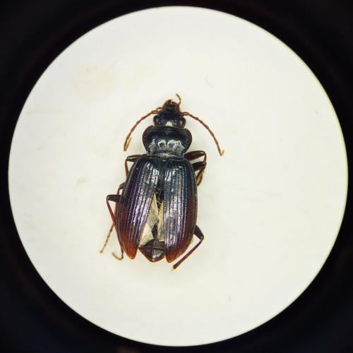 Réf. 272 118 : Nebria brevicollis