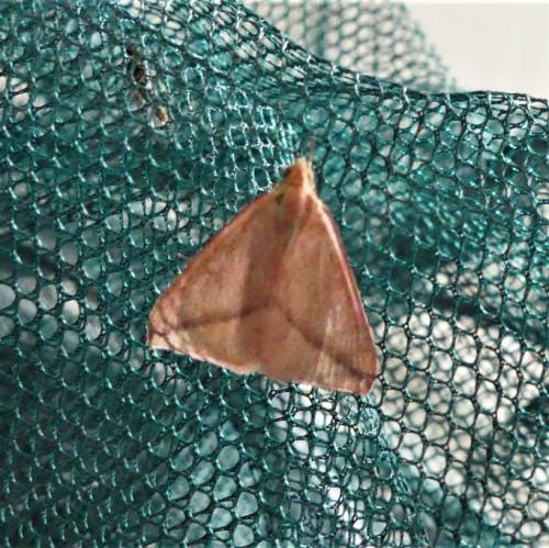 Rhodometra sacraria