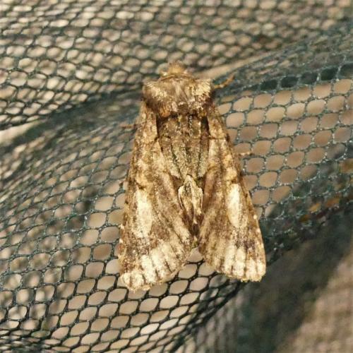 Réf. 272 642 : Allophyes oxyacanthae