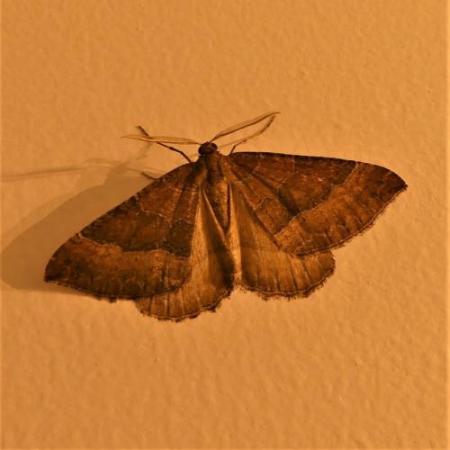 Réf. 272 637 : Larentia clavaria