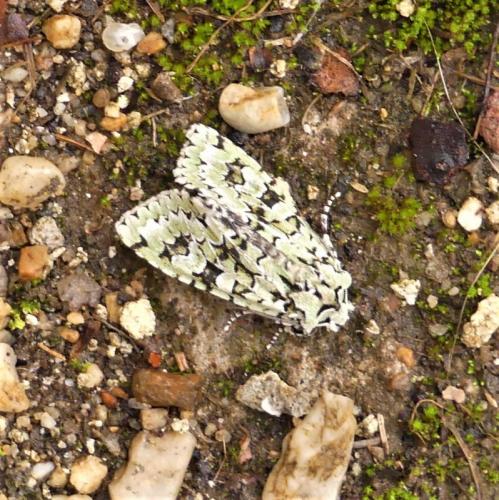 Griposia aprilina