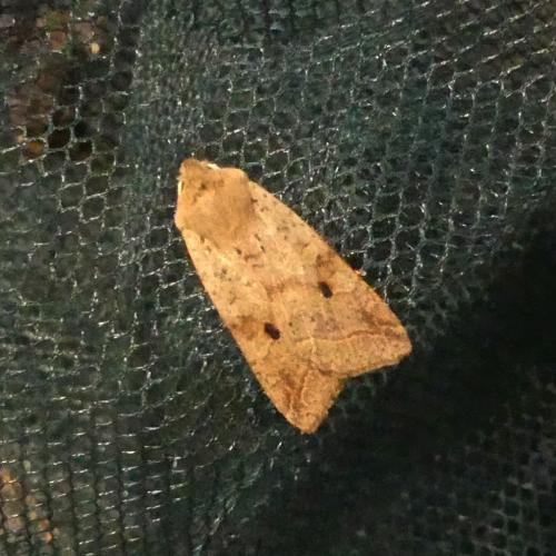 Réf. 272 587 : Agrochola blidaensis