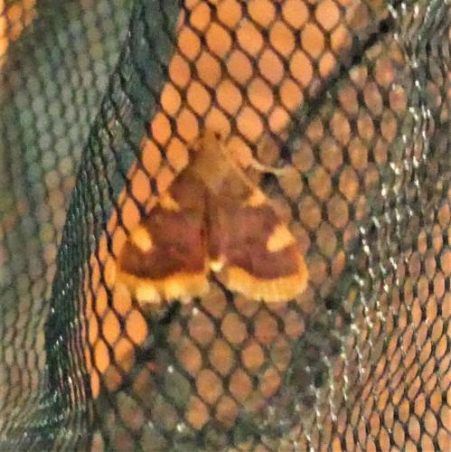 Hypsopygia costalis