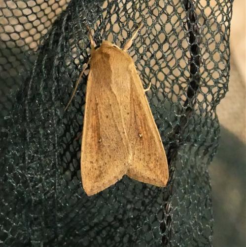 Mythimna unipuncta
