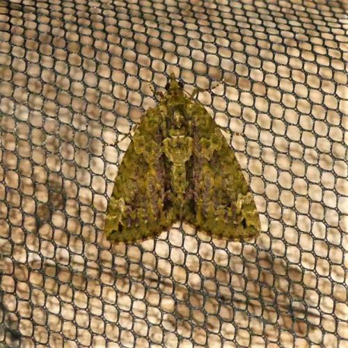 Réf. 272 599 : Chloroclysta siterata