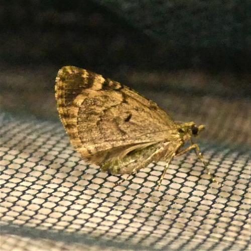 Chloroclysta siterata