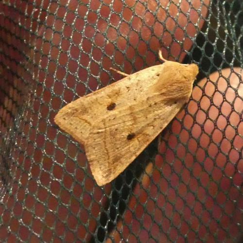 Agrochola blidaensis