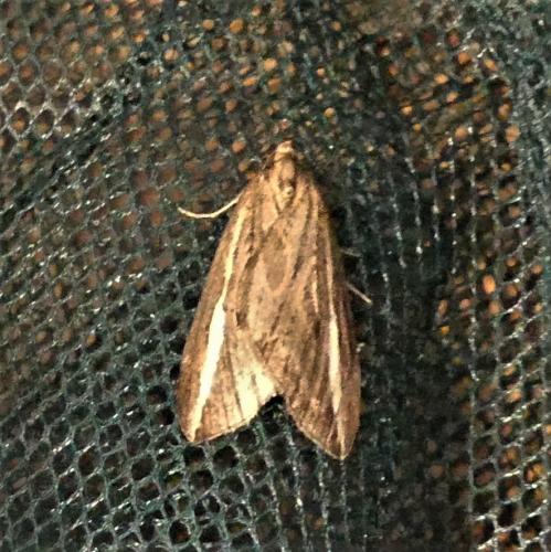 Réf. 272 421 : Chesias legatella
