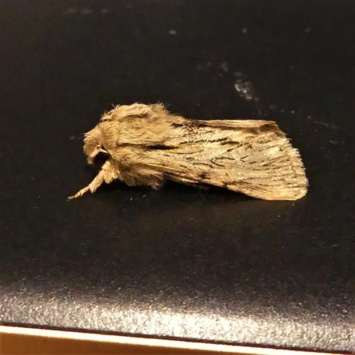 Réf. 272 417 : Asteroscopus sphinx