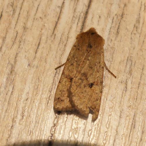 Agrochola blidaensis