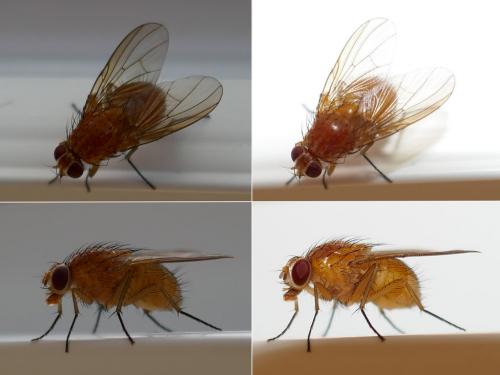 Phaonia pallida