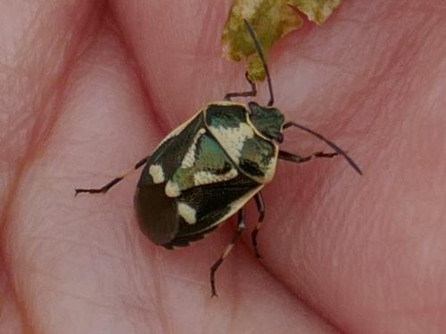 Eurydema oleracea