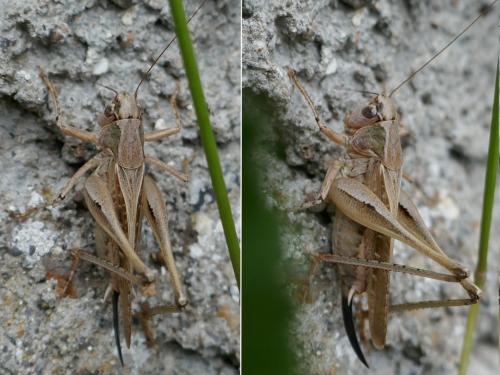 Réf. 272 132 : Platycleis albopunctata albopunctata