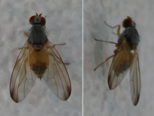 Réf. 272 926 : Palloptera ustulata