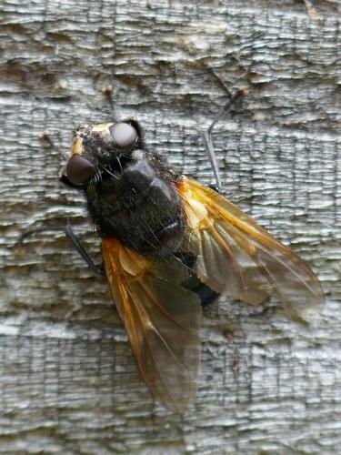 Réf. 272 591 : Mesembrina meridiana