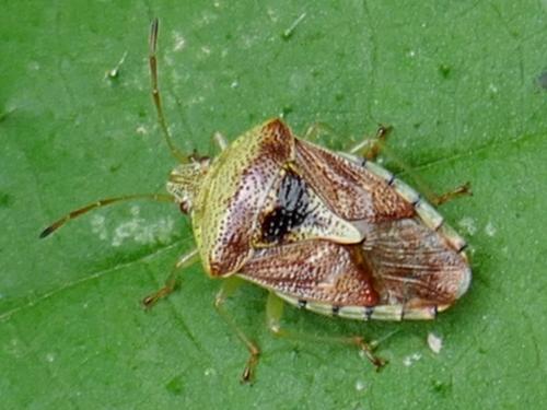Réf. 272 975 : Elasmucha grisea