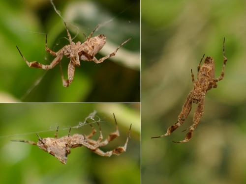 Réf. 272 920 : Uloborus plumipes