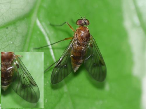 Chrysopilus laetus