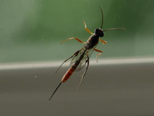 Réf. 272 982 : Campopleginae inconnu