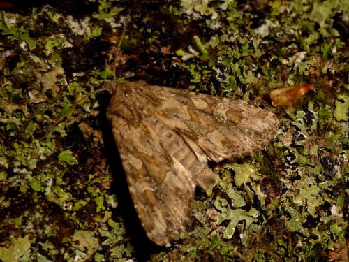 Réf. 272 127 : Apamea anceps
