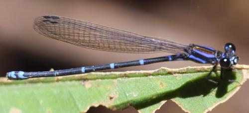 Réf. 272 923 : Argia oculata