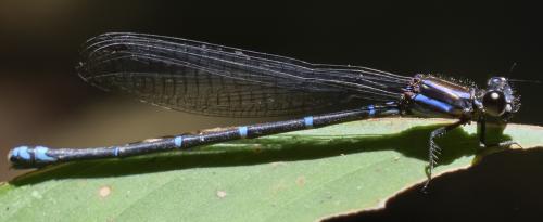 Réf. 272 924 : Argia oculata