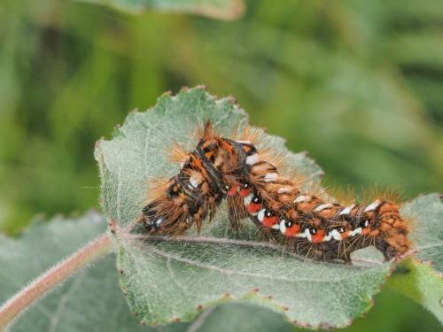 Réf. 272 922 : Acronicta rumicis