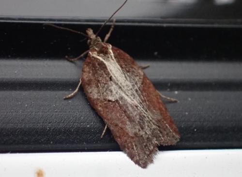 Acleris hastiana