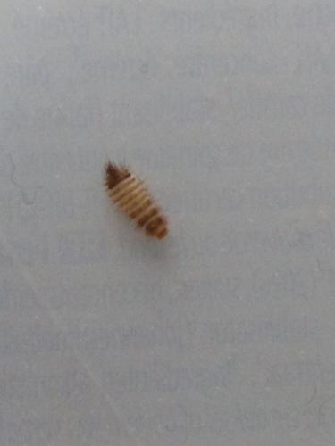 Anthrenus sp.