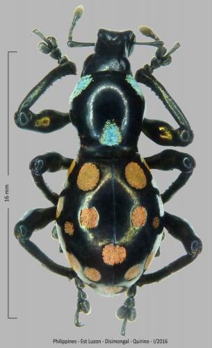 Réf. 272 991 : Pachyrhynchus congestus