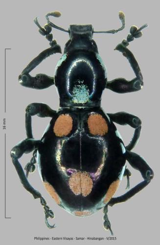 Réf. 272 992 : Pachyrhynchus congestus