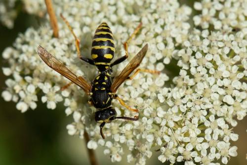 Polistes nimpha