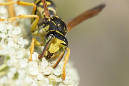 Réf. 272 928 : Polistes nimpha