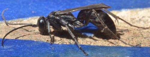 Cryptocheilus notatus