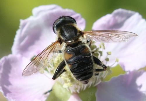 Réf. 272 993 : Mesembrius peregrinus