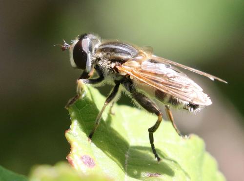 Réf. 272 994 : Mesembrius peregrinus