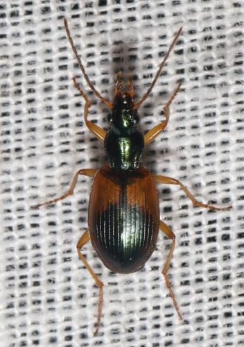 Réf. 272 628 : Anchomenus dorsalis