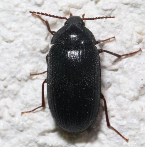 Réf. 272 594 : Prionychus sp.