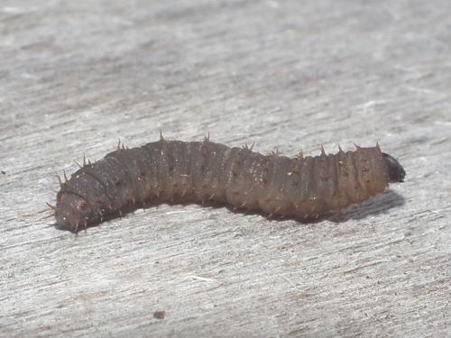Bibio sp.