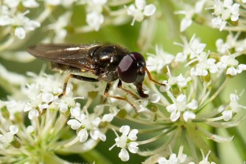 Cheilosia soror