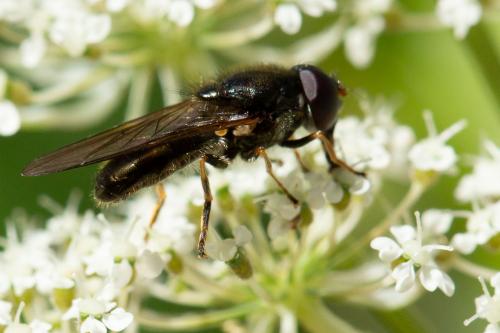 Cheilosia soror