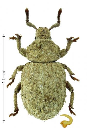 Trachyphloeus spinimanus