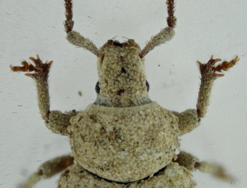 Réf. 272 632 : Trachyphloeus spinimanus