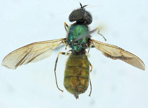 Chloromyia formosa